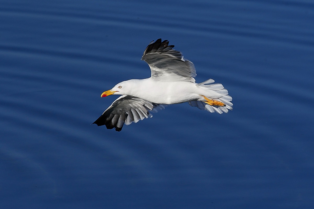 Yellow-legged Gull - Grafham Water 09/08/22 