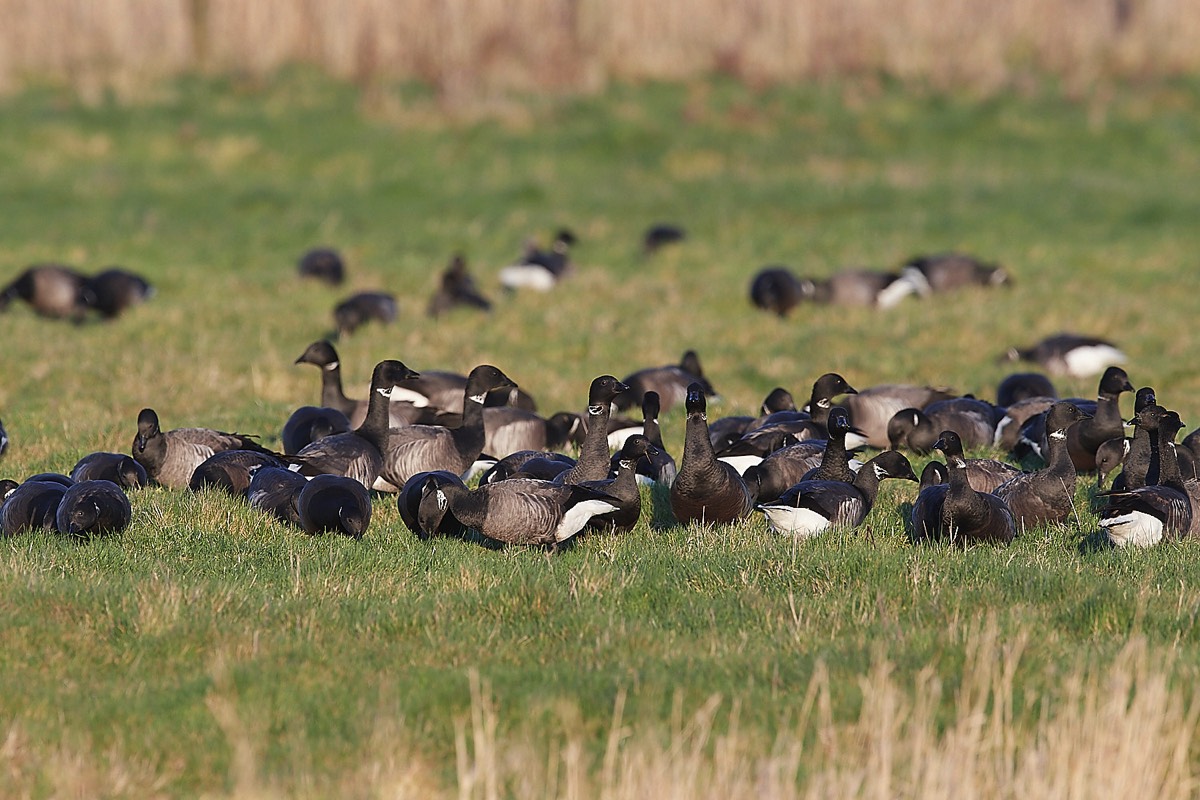 Brent - Cley 24/02/22
