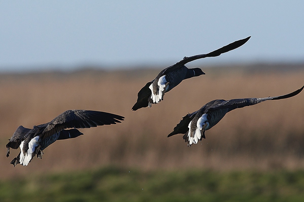 Brent - Cley 25/02/22