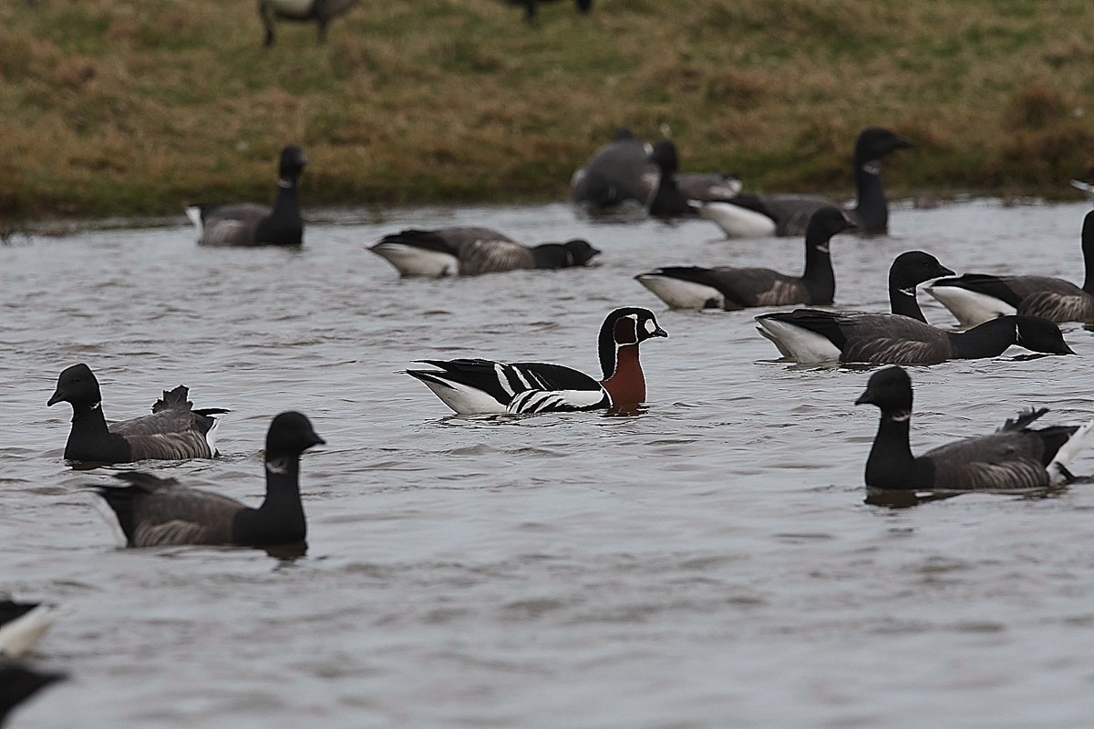 Red Breasted Goose - Cley 11/03/22