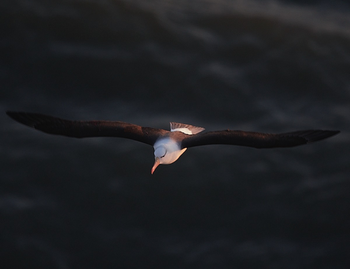 Black-browed Albatross - Bempton Cliff 10/04/22