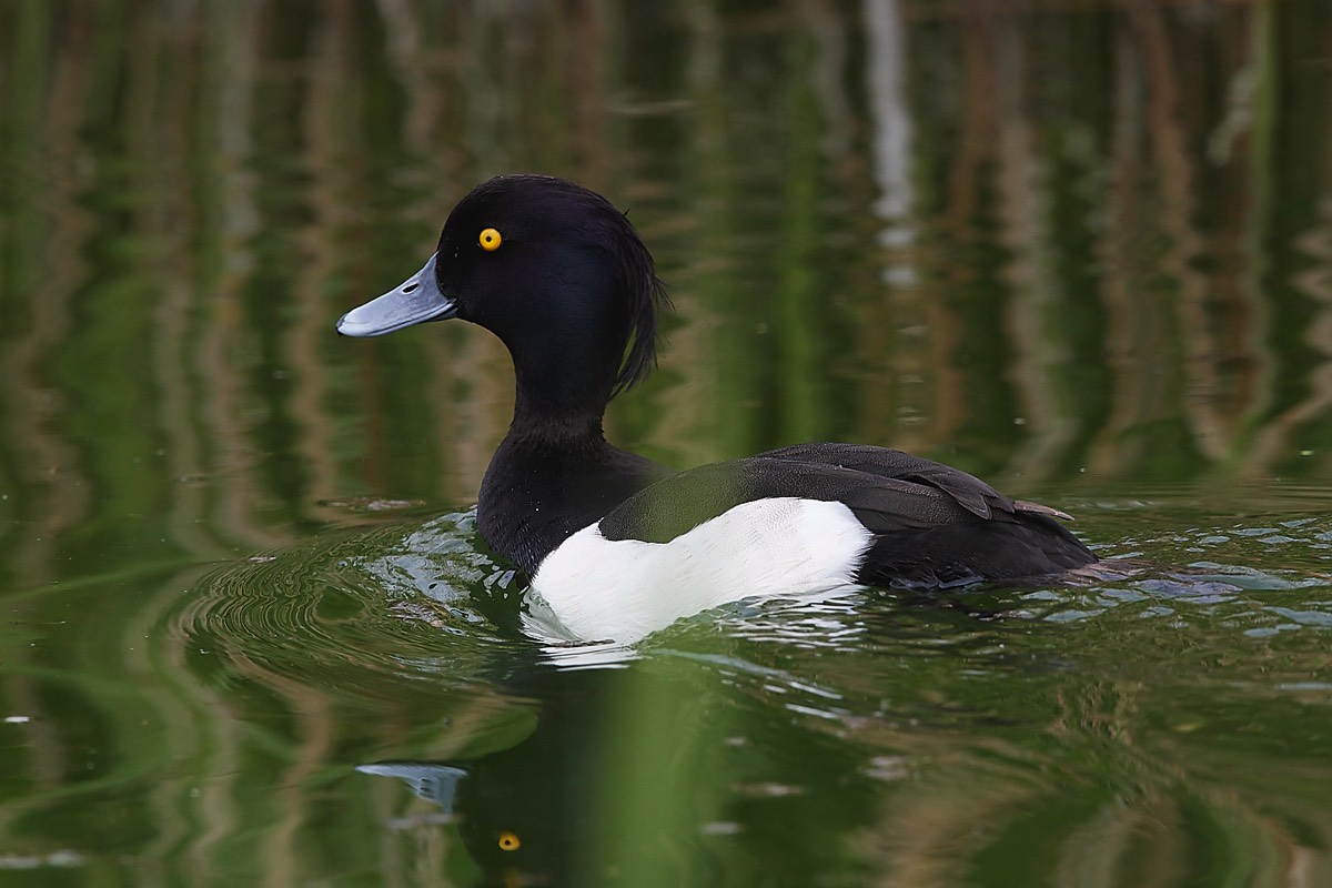 Tufted Duck - Salthouse 01/05/22