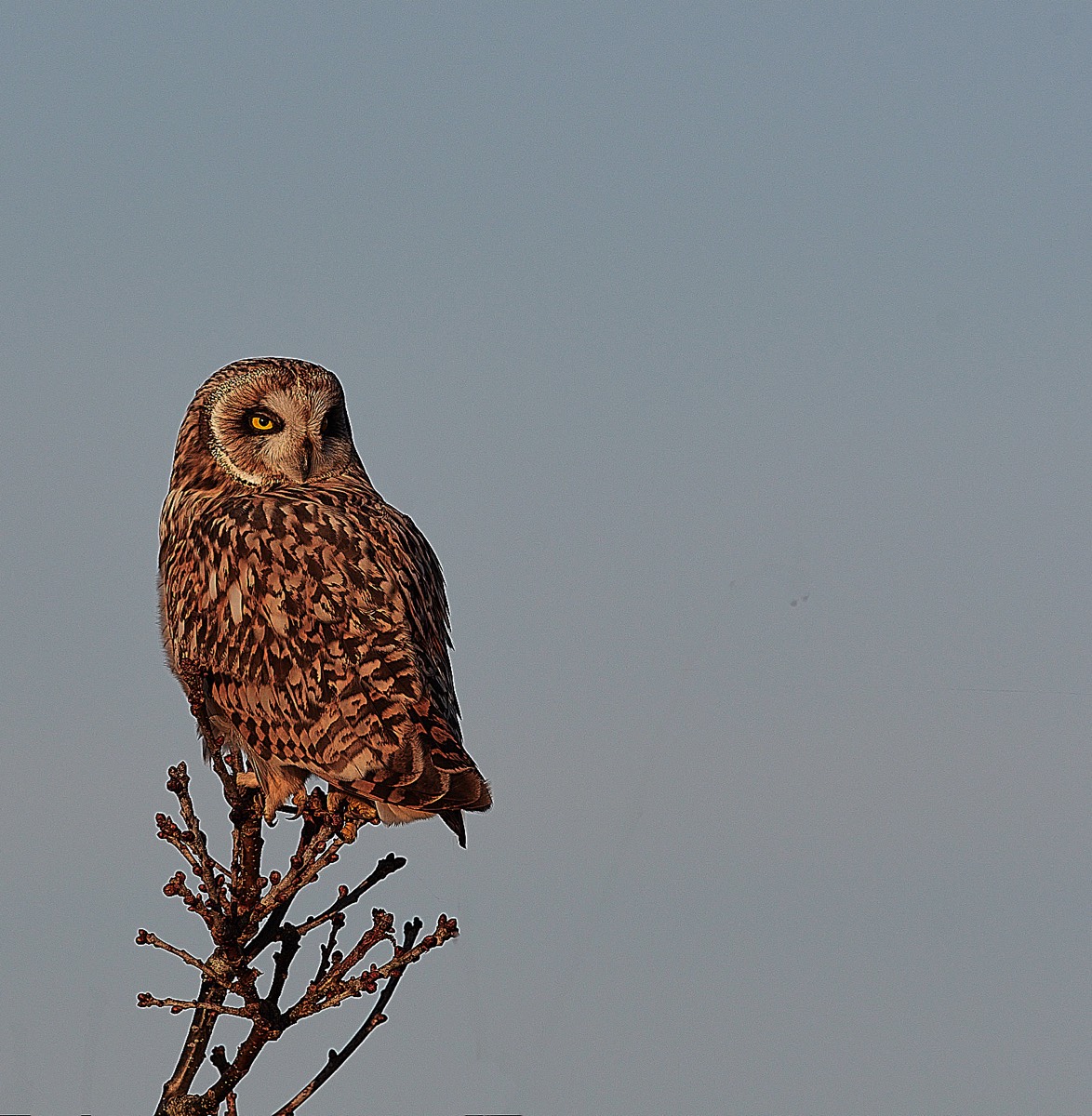 Short Eared Owl - Winterton 14/01/22