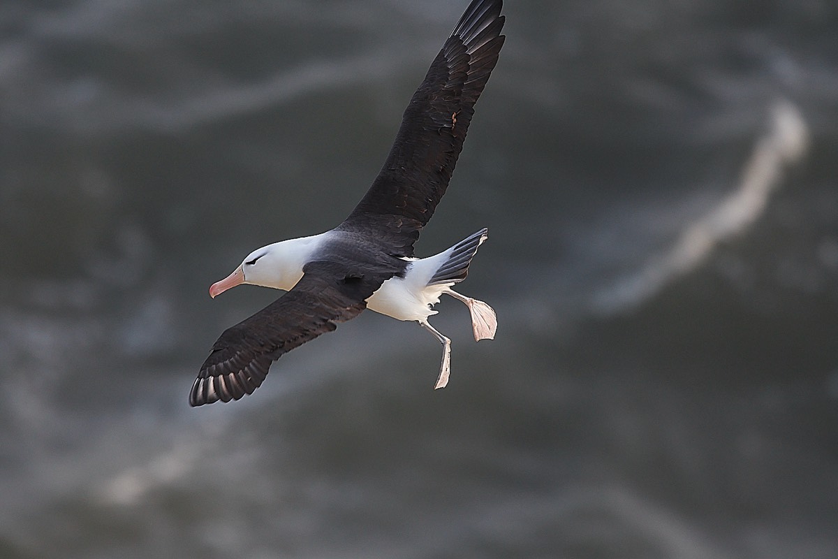 Black-browed Albatross - Bempton Cliffs 09/04/22