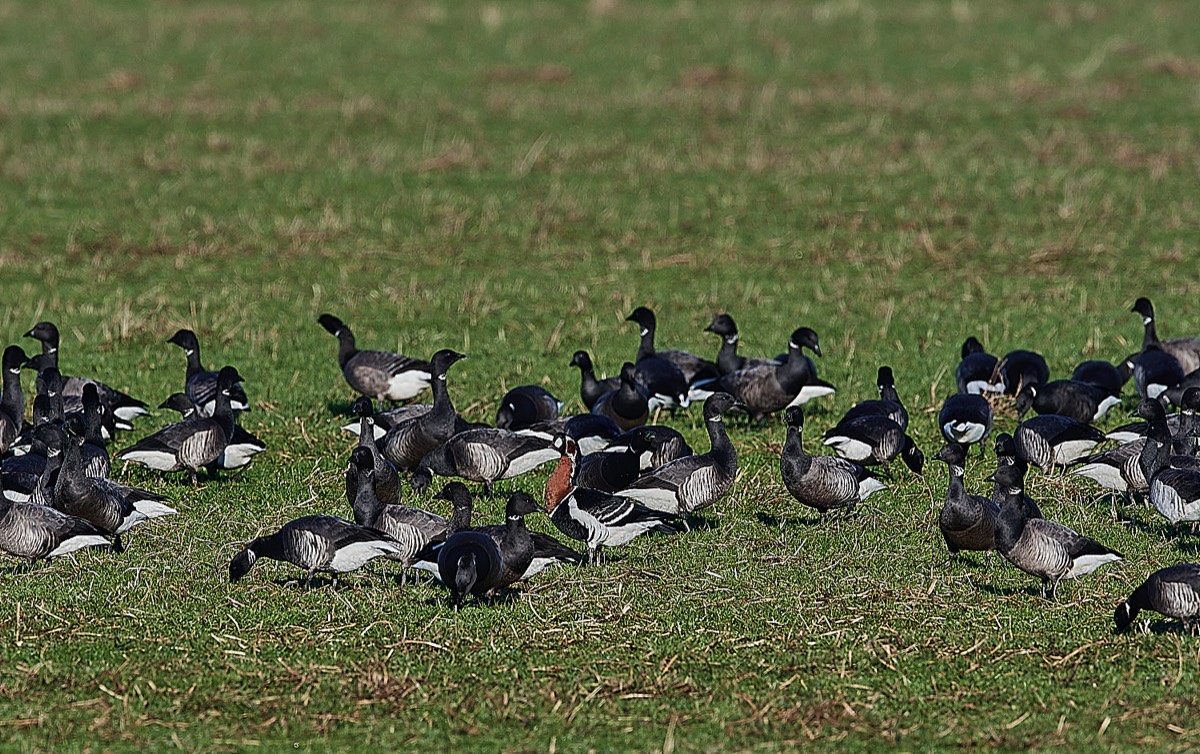 Red -breasted Goose - Frampton Marsh 13/01/22