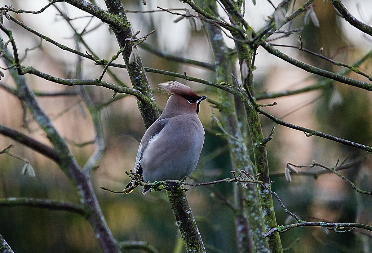 Cley - Waxwing 12/01/22