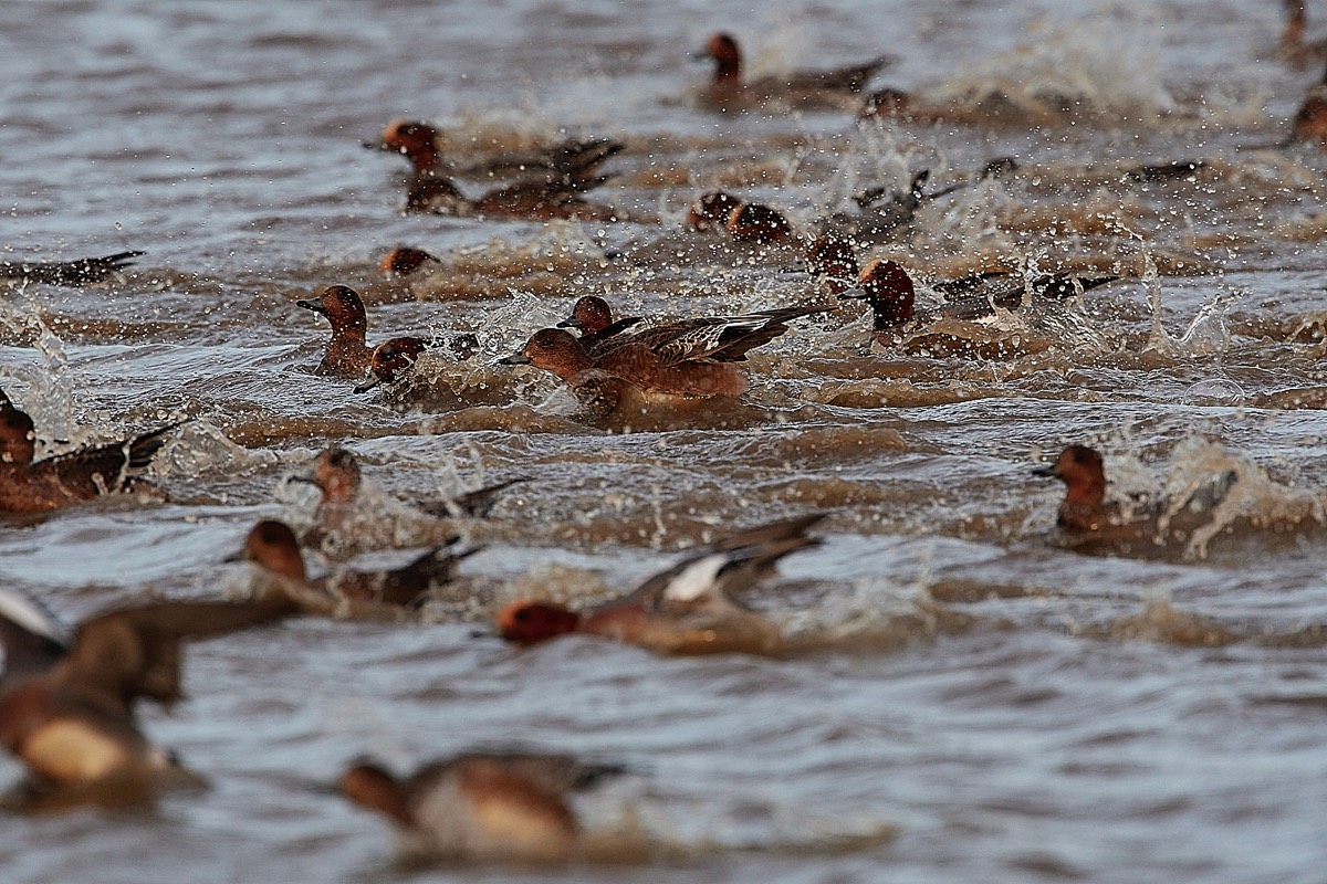 Wigeon - Cley 01/02/22