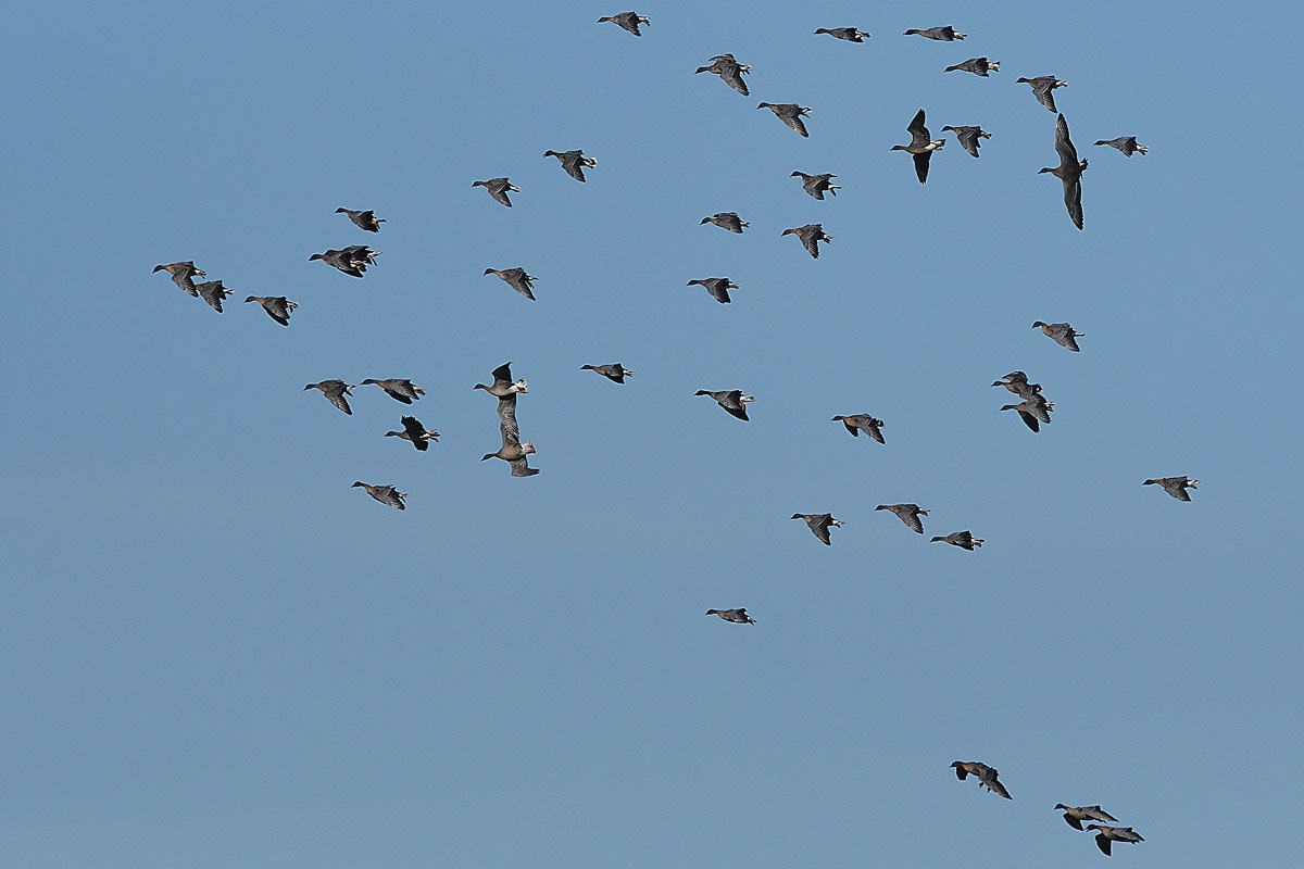 Pink Footed Goose - Blakeney Freshes 08/02/22