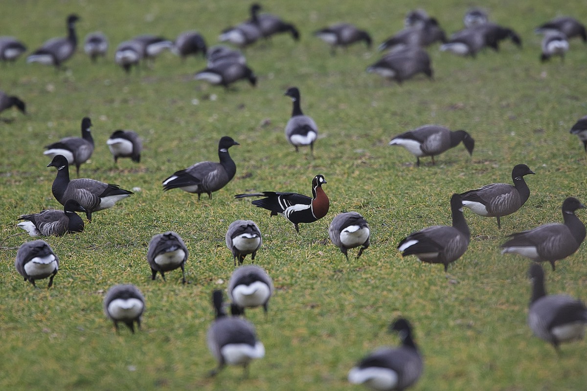 Red Breasted Goose  - Cley 21/02/22