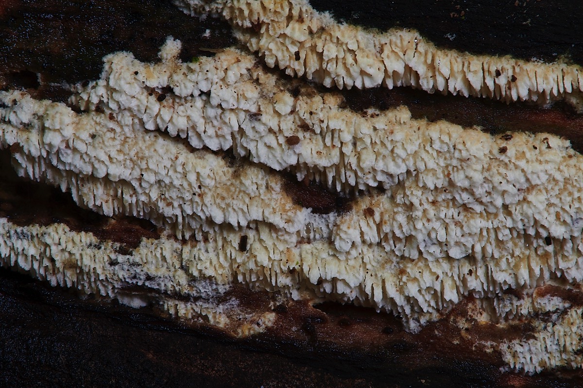 Crust Fungus Sp - Thursford Woods 24/10/22