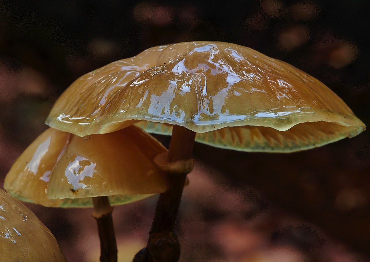 Porcelain Fungus - Felbrigg 25/10/22
