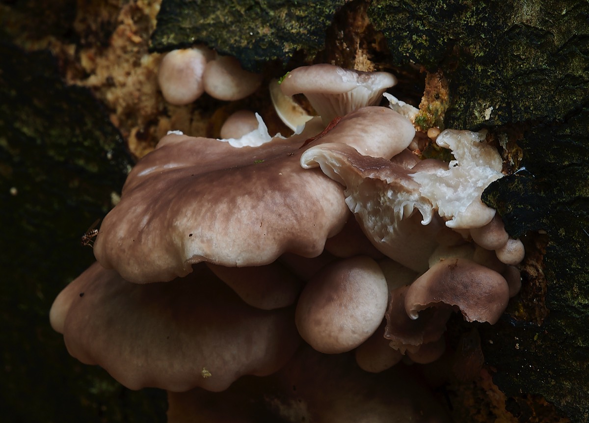 Oyster Mushroom - Felbrigg 25/10/22