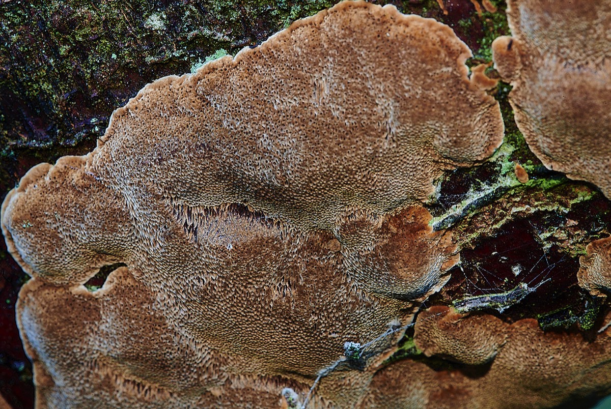 Fungus Sp - Kelling Heath 18/01/22