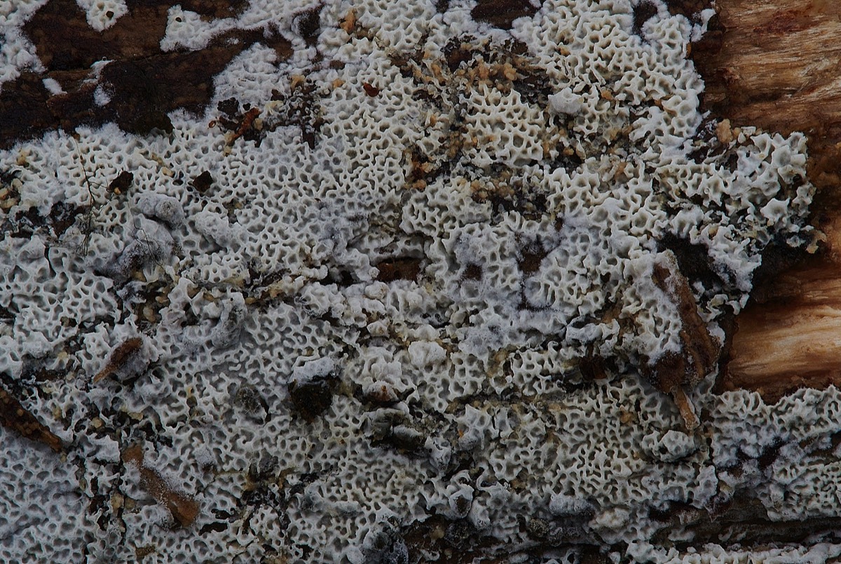 Poroid Fungus - Upgate Common 23/01/22