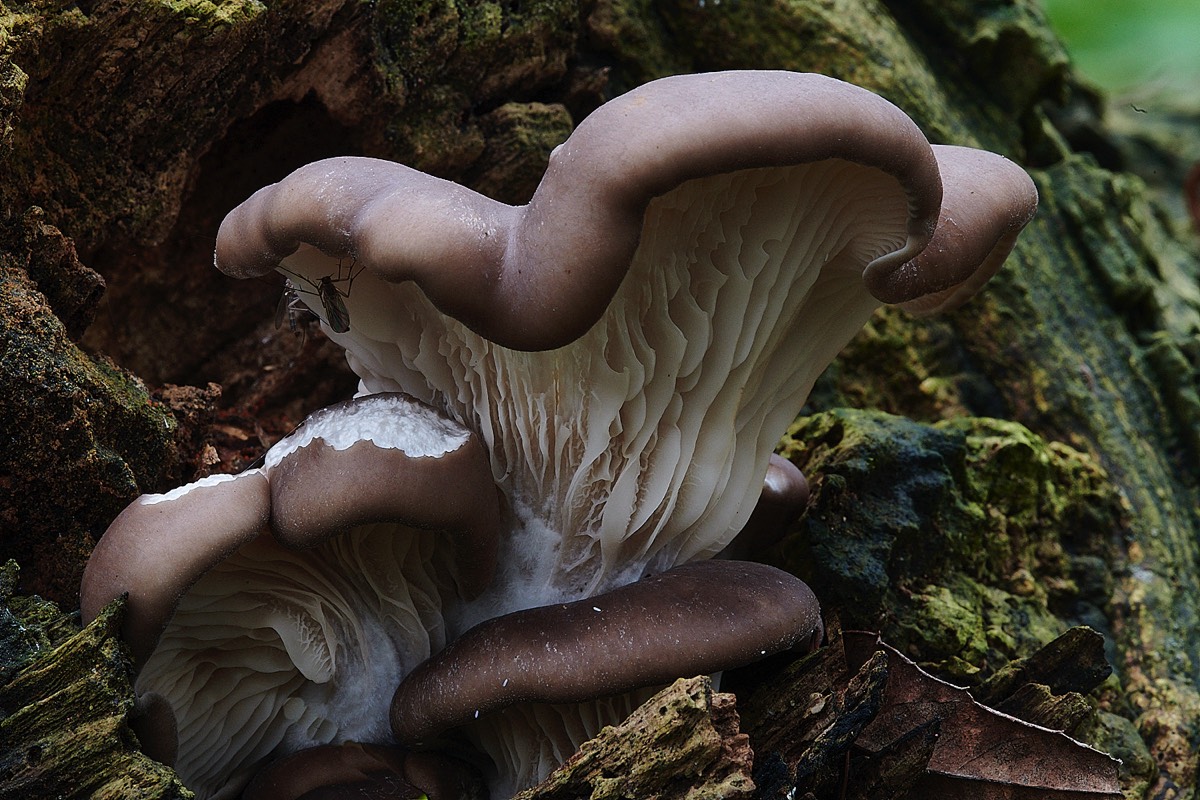 Oyster Fungus - Lady Belt Wood 31/12/22