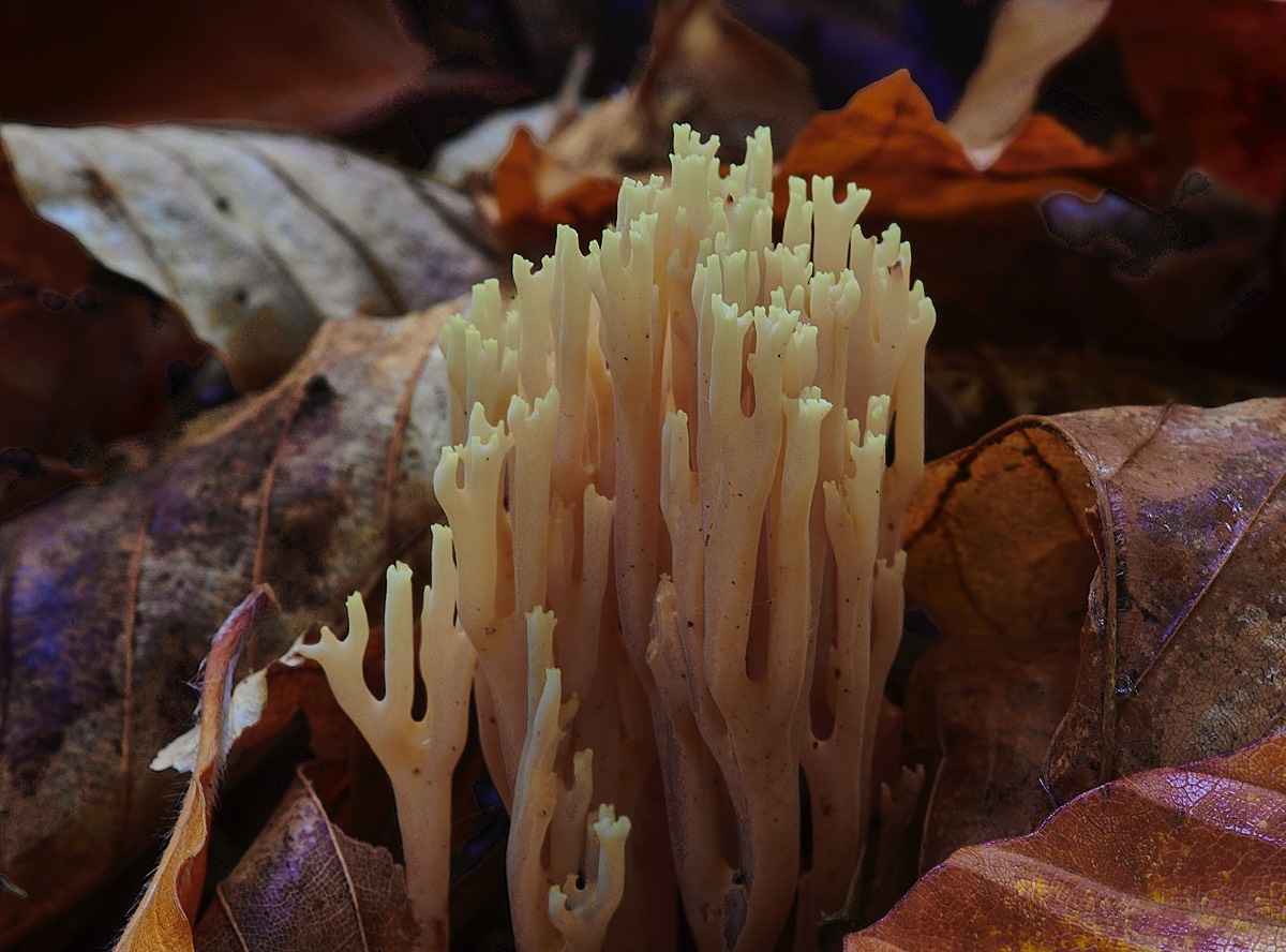 Coral Fungus  Sp ? - Felbrigg 25/10/22