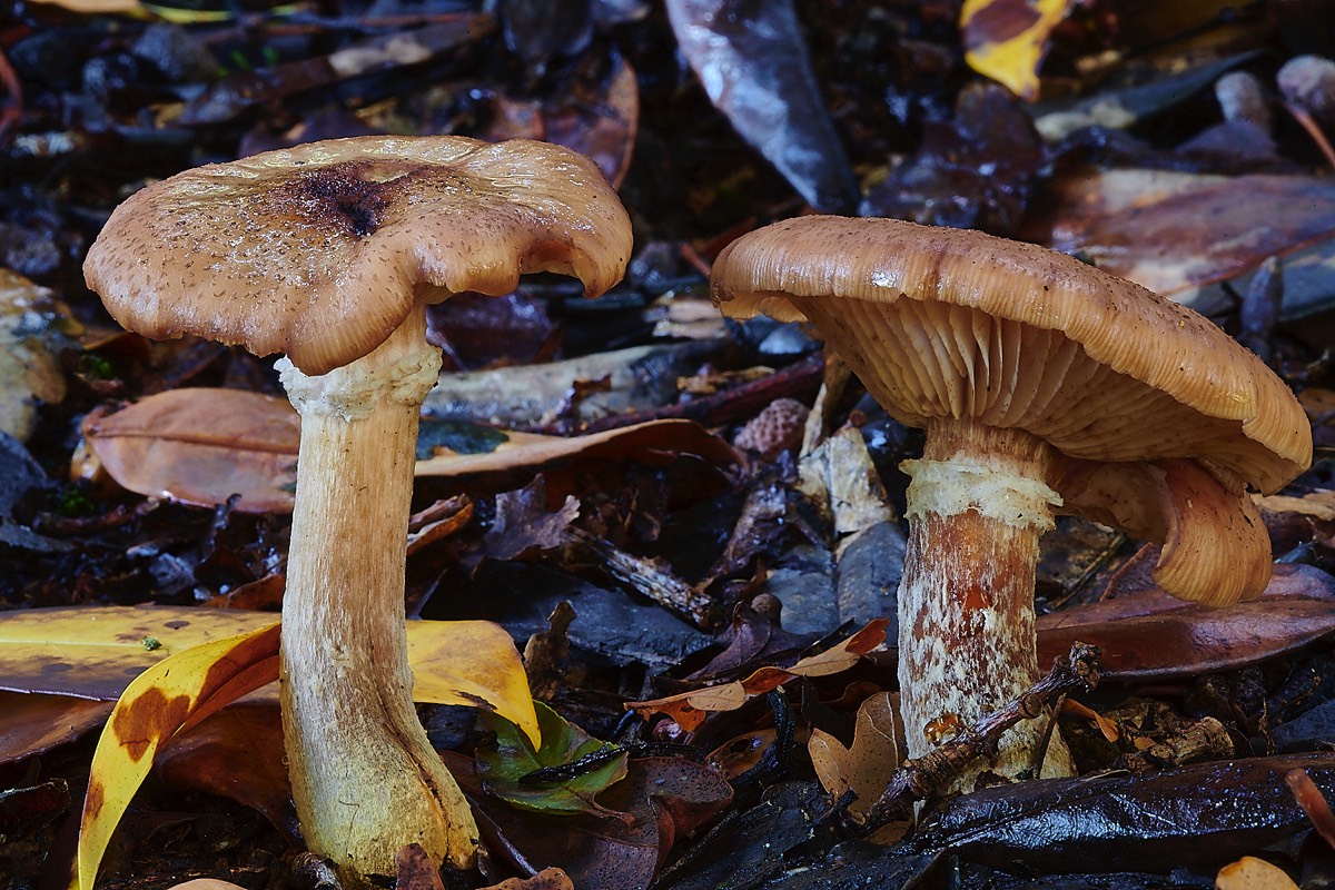Fungus Sp ? - Thursford Woods 24/10/22