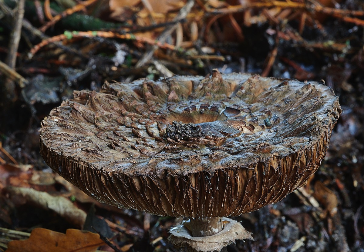 Fungus Sp ? - Thursford Woods 24/10/22