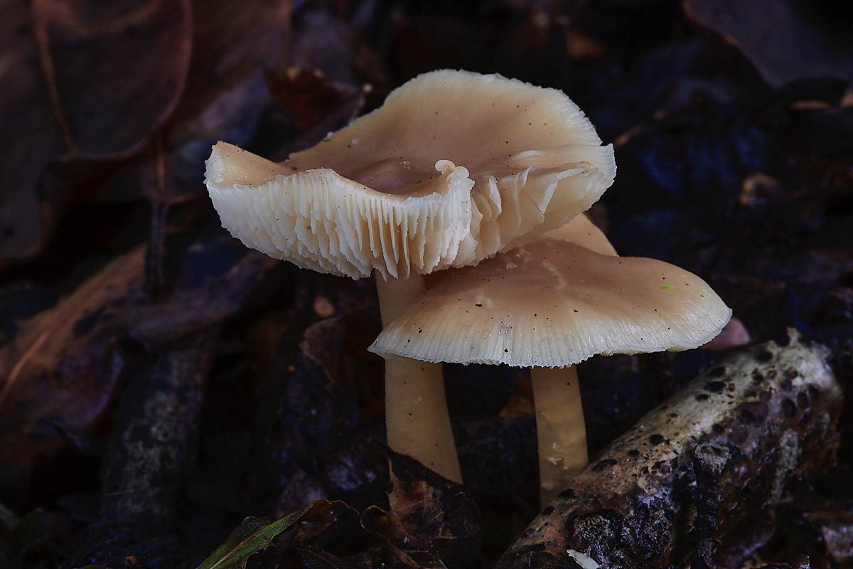 Fungus Sp? - Thursford Woods 24/10/22