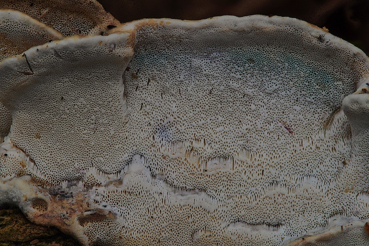 Crust Fungus Sp - East Ruston Common 13/02/22