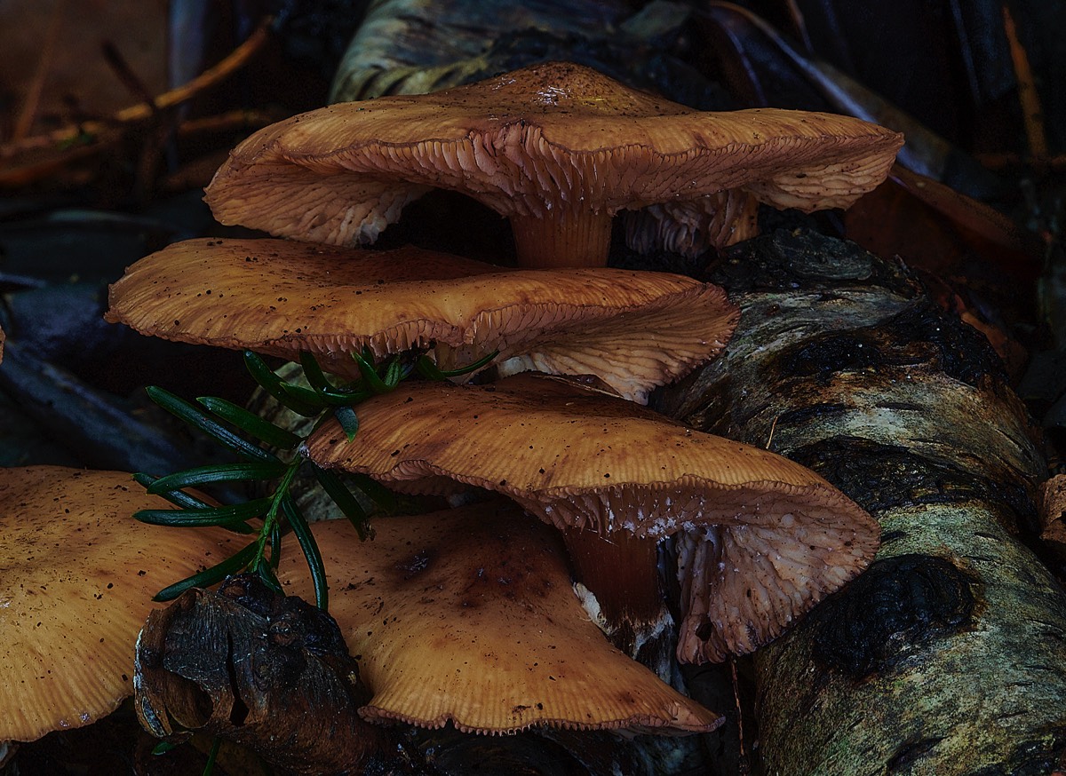 Honey Fungus? - Thursford Woods 24/10/22