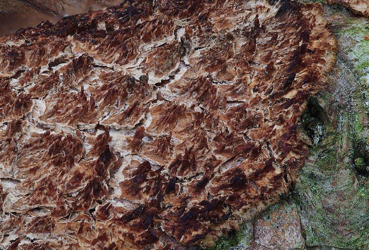 A somewhat dessicated Toothed Crust Fungus  - East Ruston Common 13/02/22