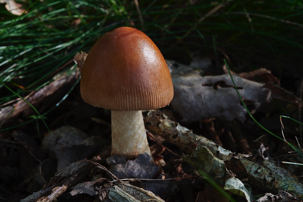 Fungus Sp - SYderston Common 06/10/22