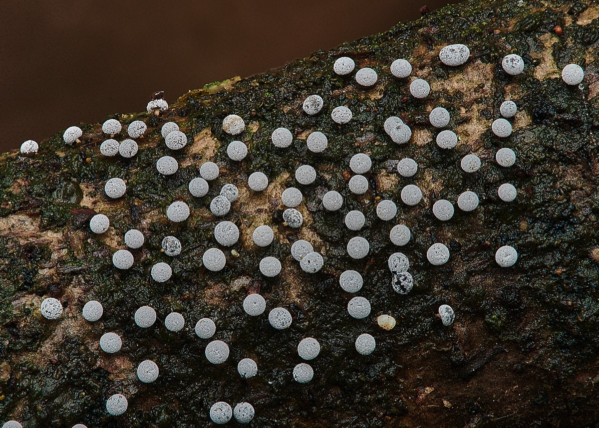Slime Mold Sp - Upgate Common 23/01/22
