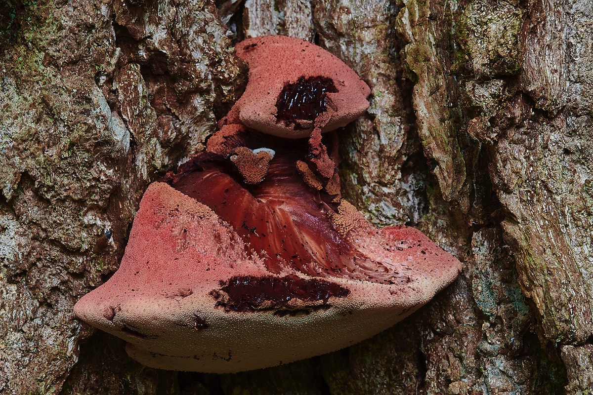 Beefsteak Fungus - Thursford Woods 24/10/22
