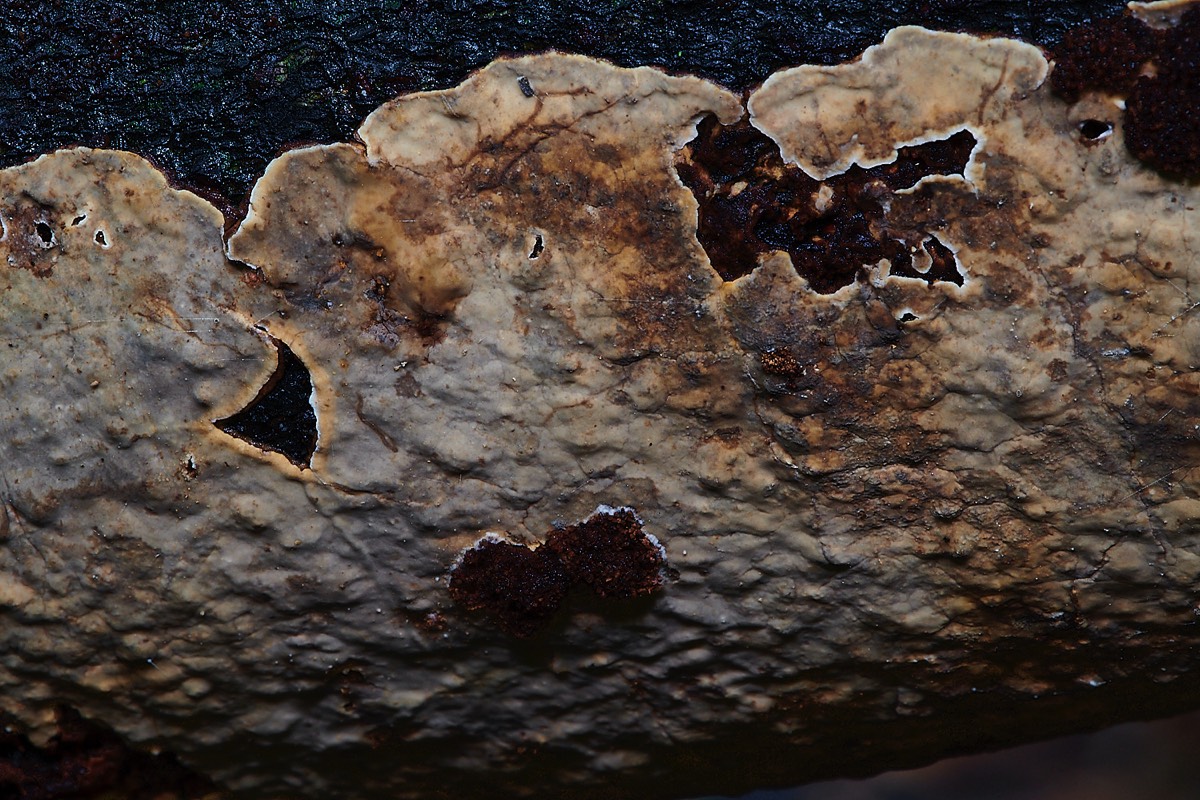Crust Fungus Sp ? - Thursford Woods 24/10/22
