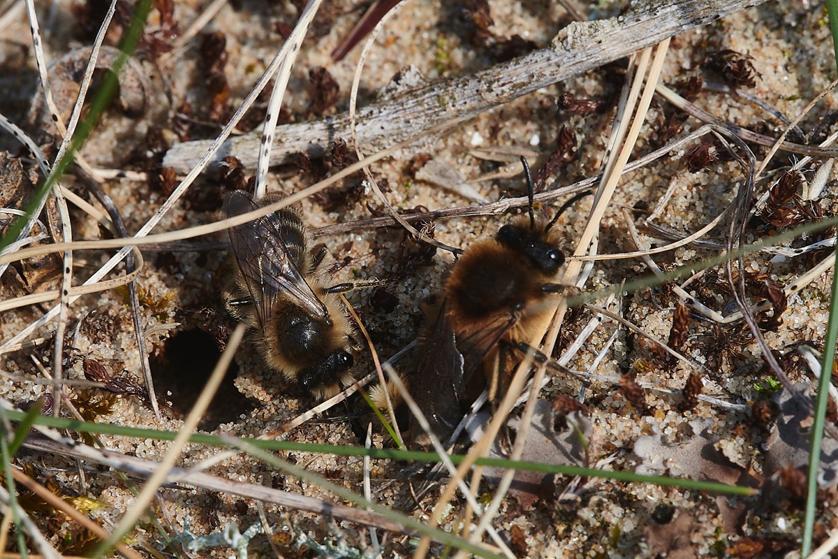 Early Colletes - Holkham Dunes 23/03/22