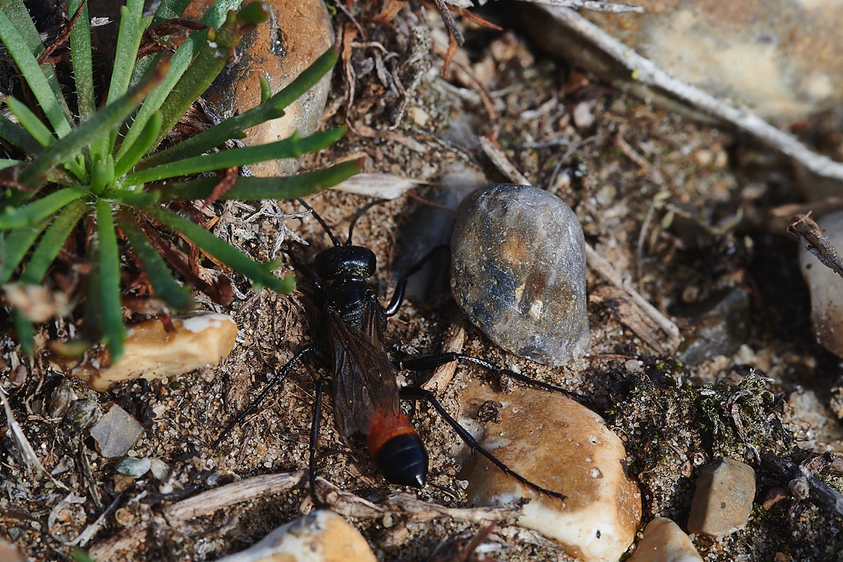 Red Banded Sand Wasp - Gramborough Hill 27/08/22