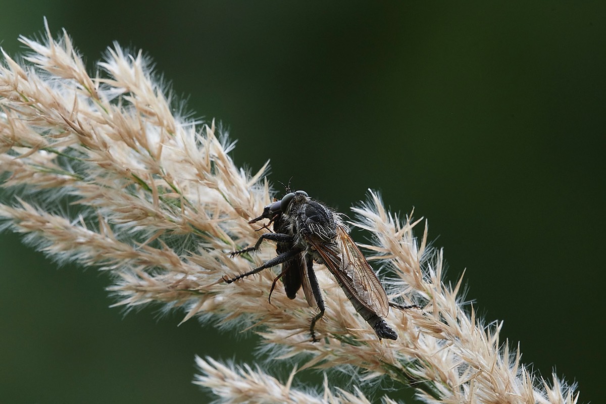 Robber Fly - Foulden Common 25/07/22