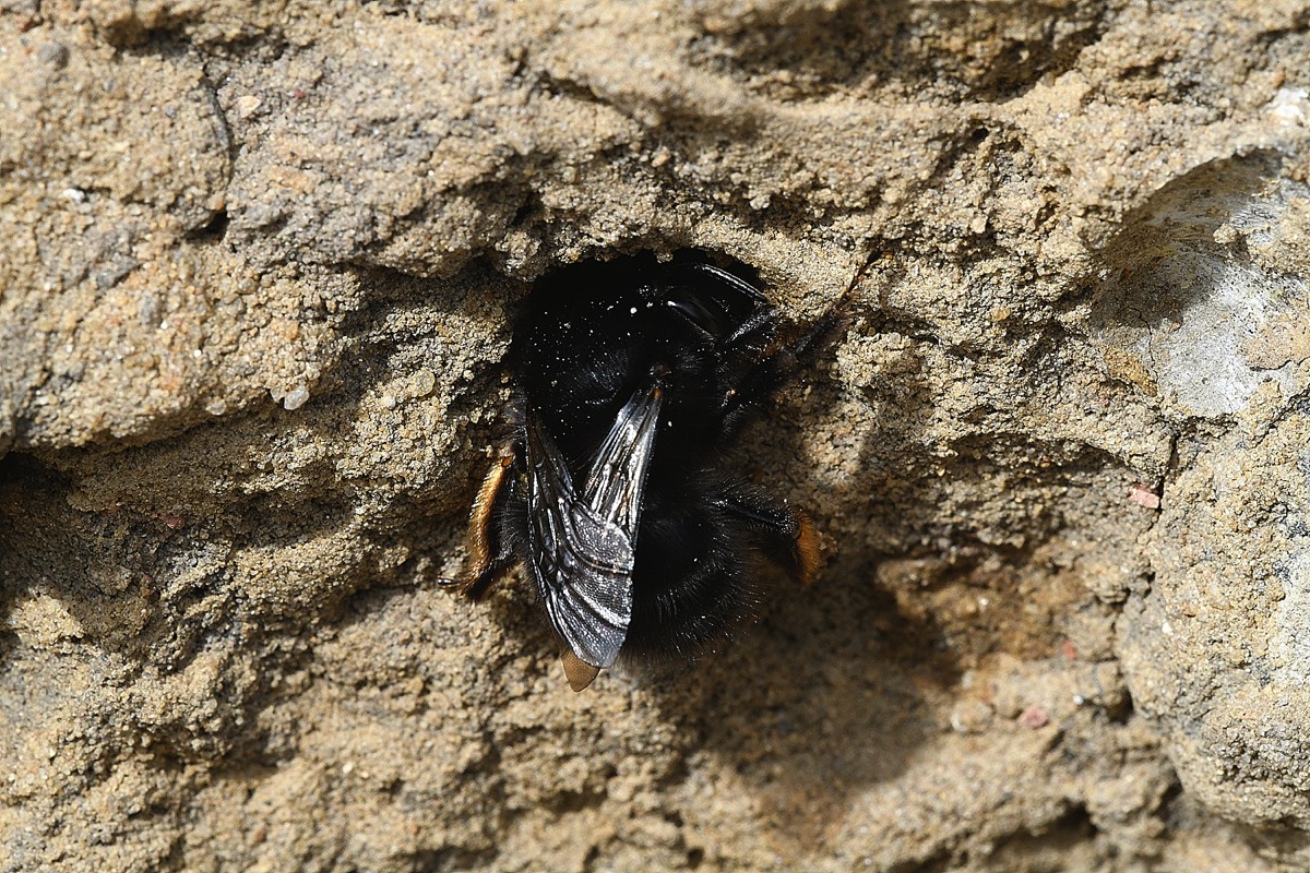 Hairy-footed Flower Bee - Weybourne 12/04/22