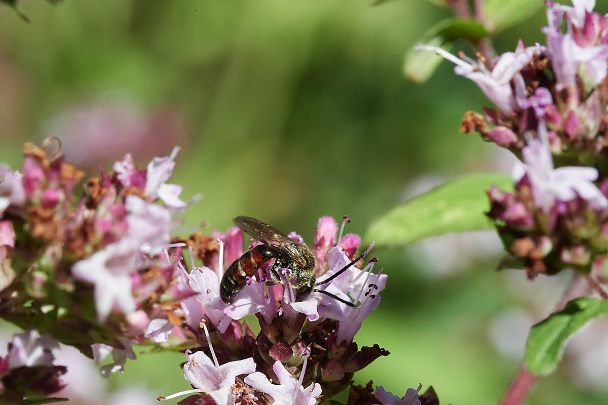 Common Furrow Bee - Natural Surroundings 09/08/22