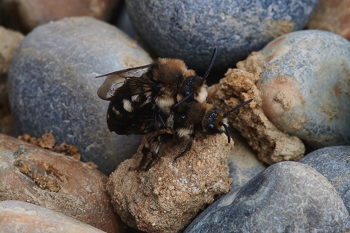 Common Mourning Bee - Weybourne 12/04/22