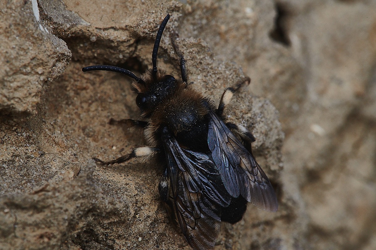 Common Mourning Bee - Weybourne 12/04/22