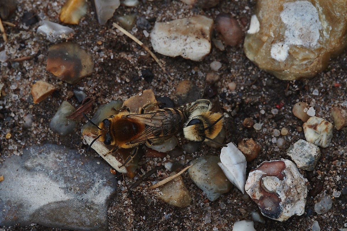 Sea Aster Mining Bee - Salthouse 18/08/22