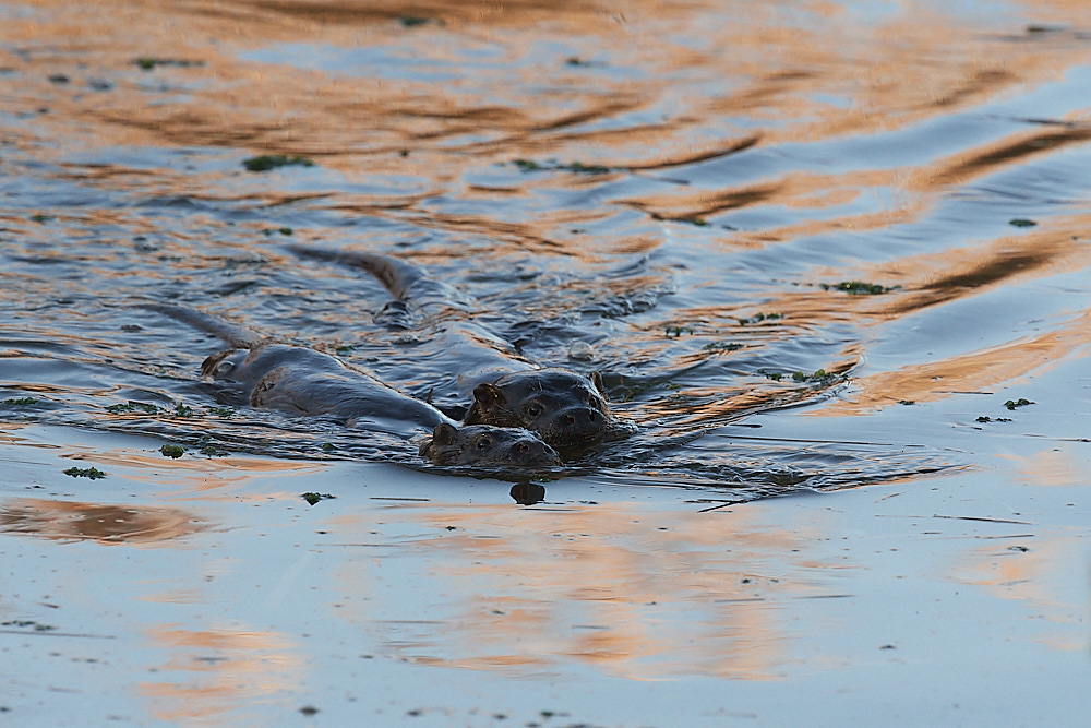 Otter - Cley 201222-1