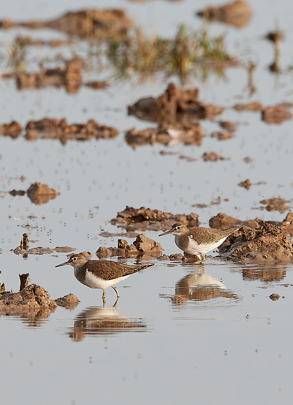 CleyCommonSandpiper150822-1