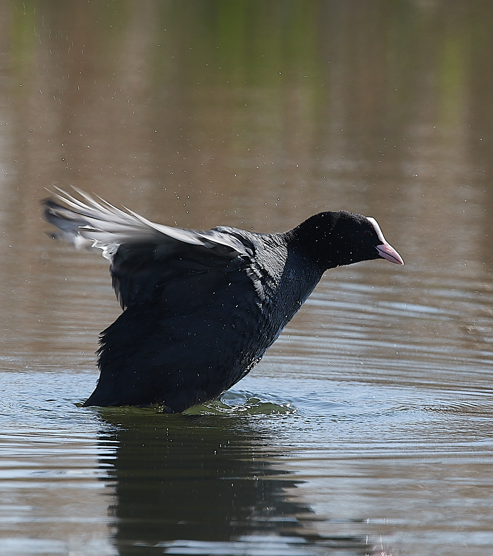 CleyCoot210422-1