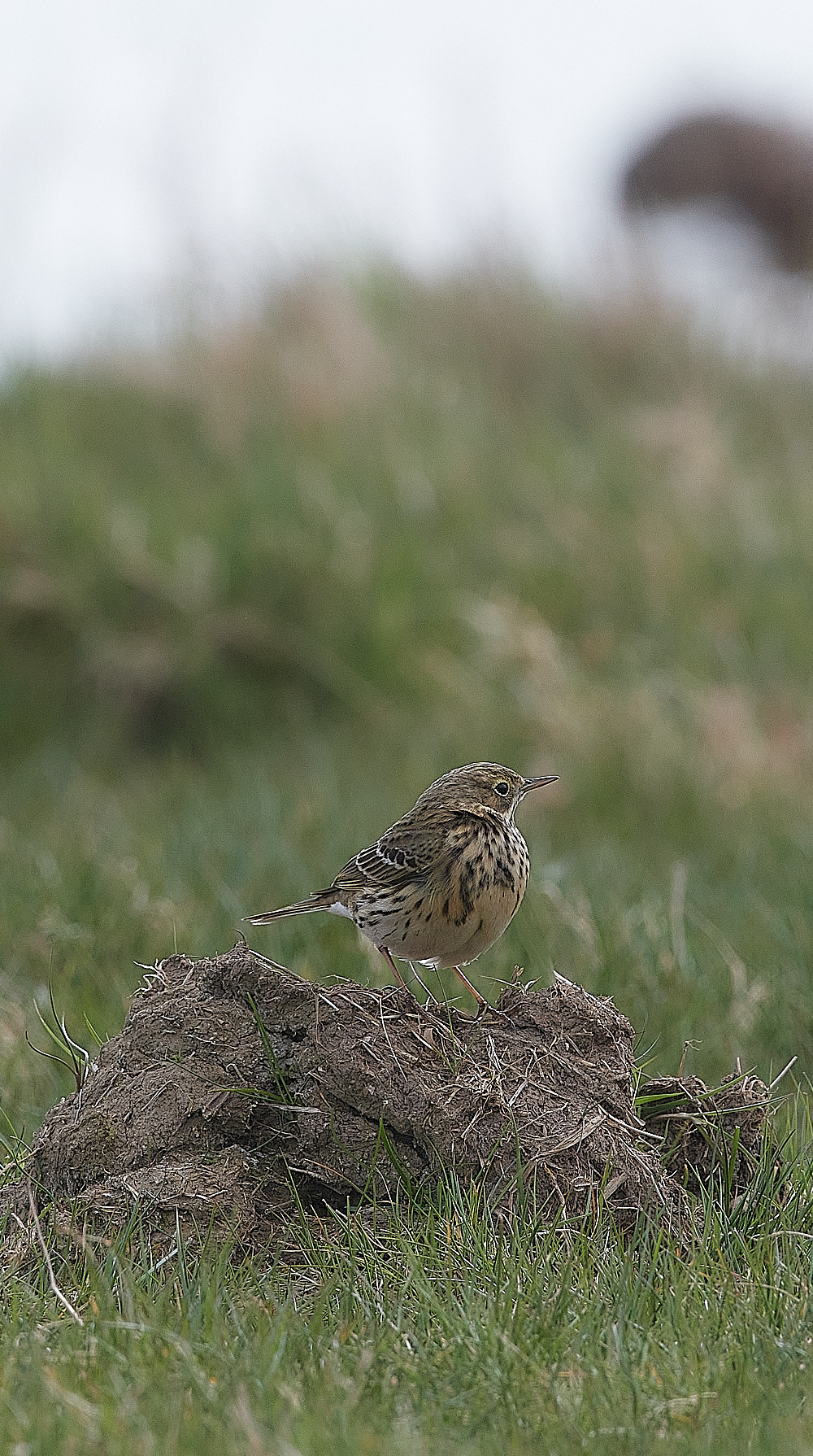 CleyMeadowPipit070422-1
