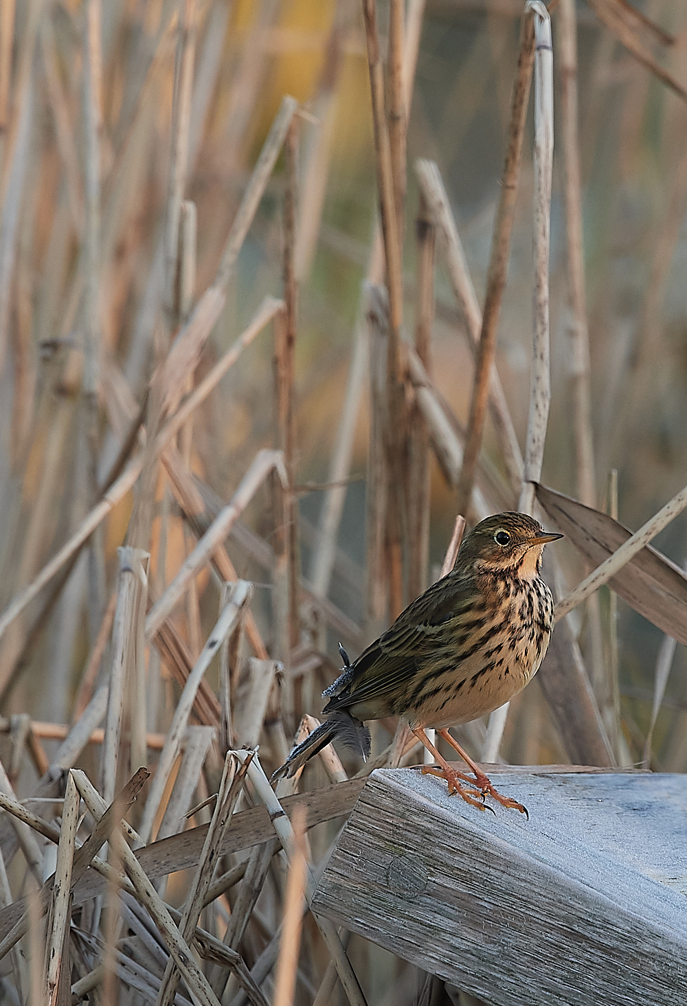 CleyMeadowPipit080122-1