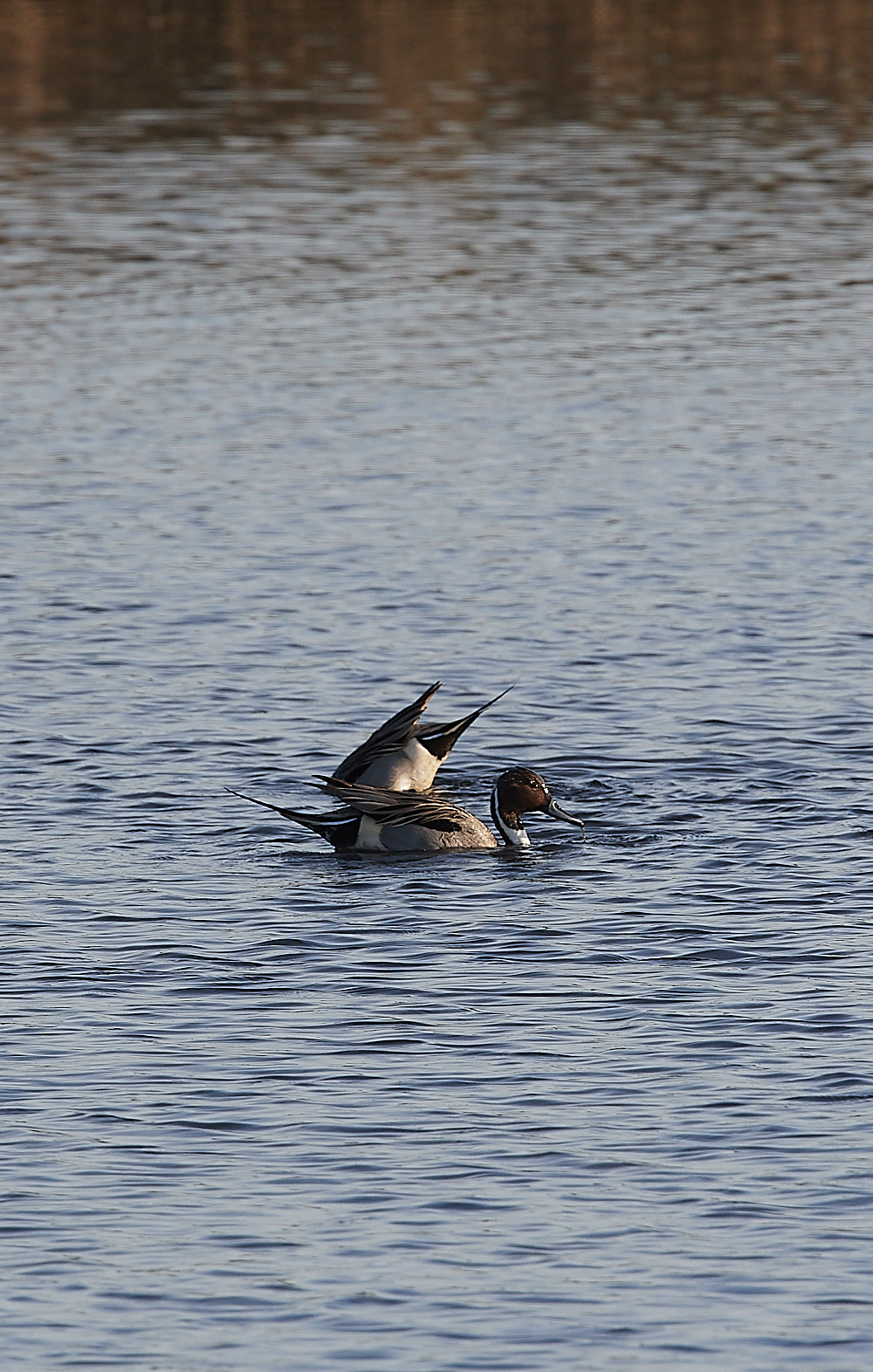 CleyPintail110222-1