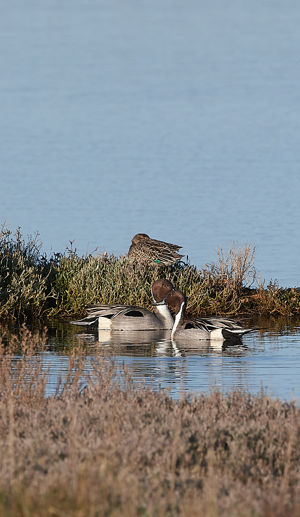CleyPintail260222-1