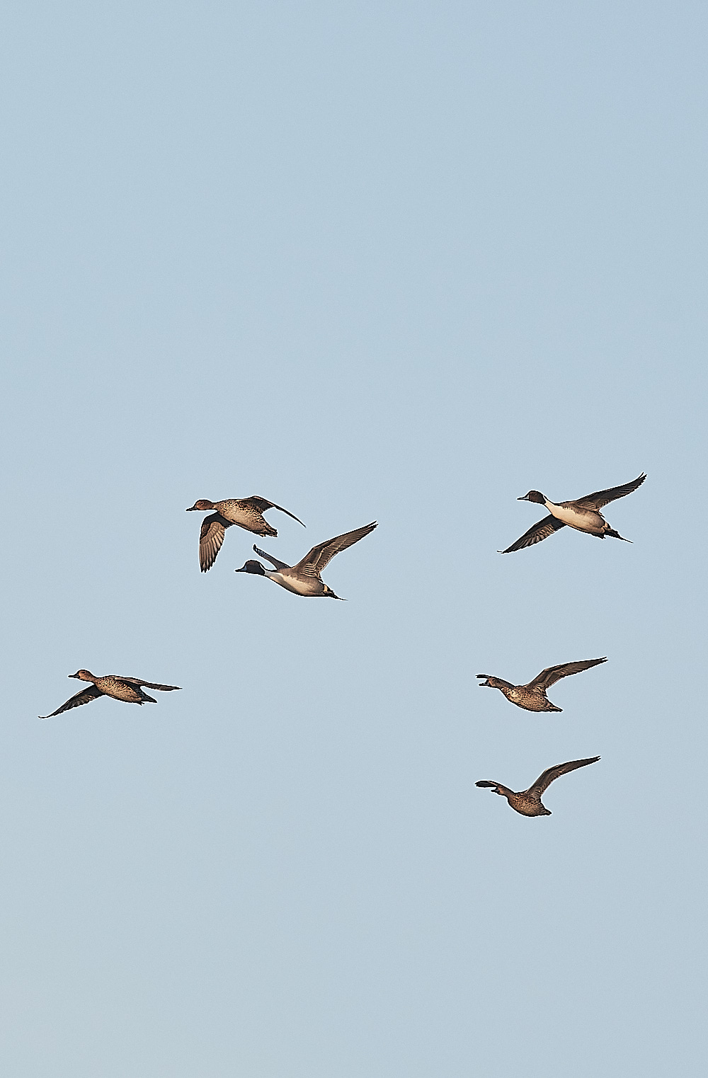 CleyPintail301122-1
