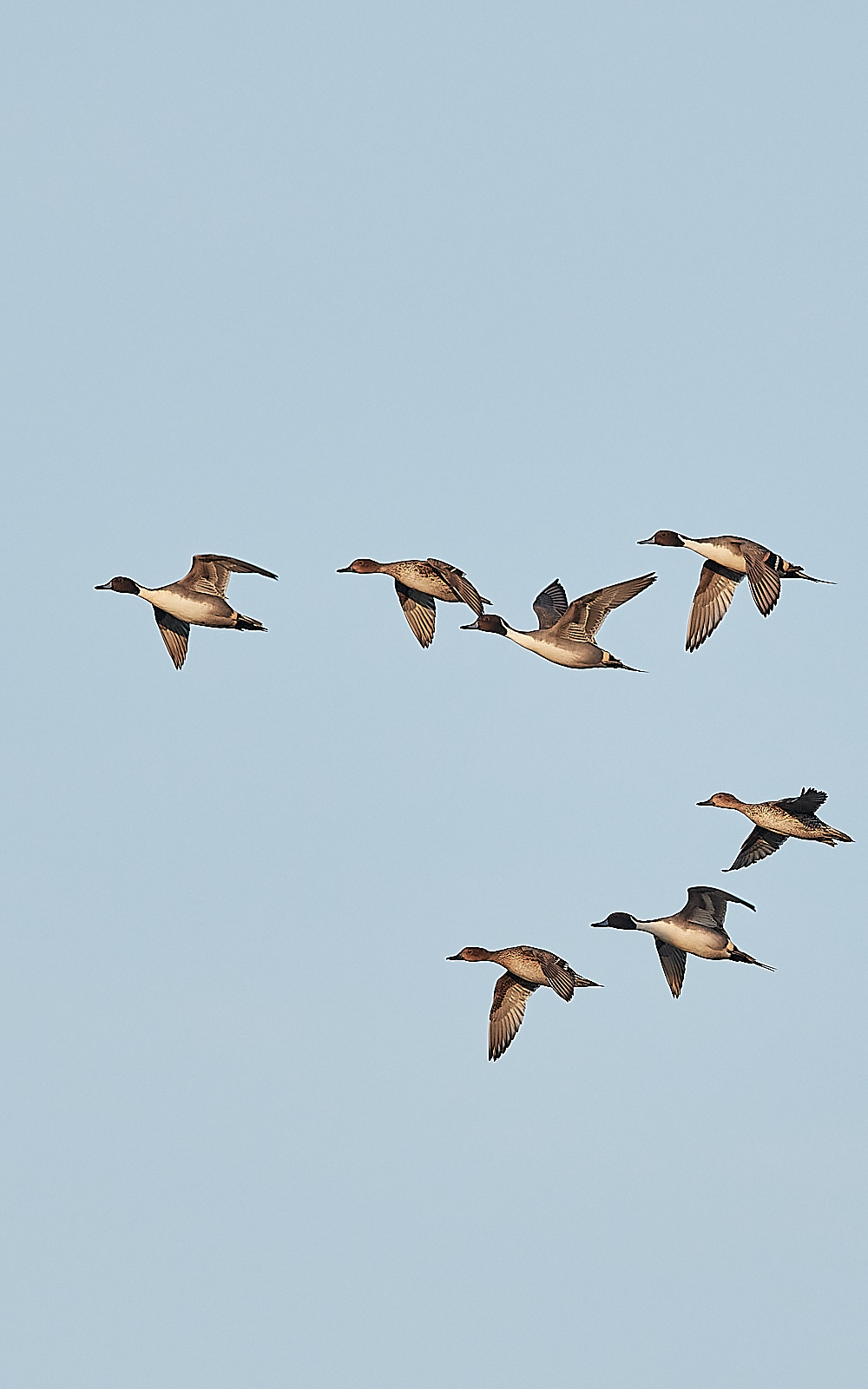 CleyPintail301122-2