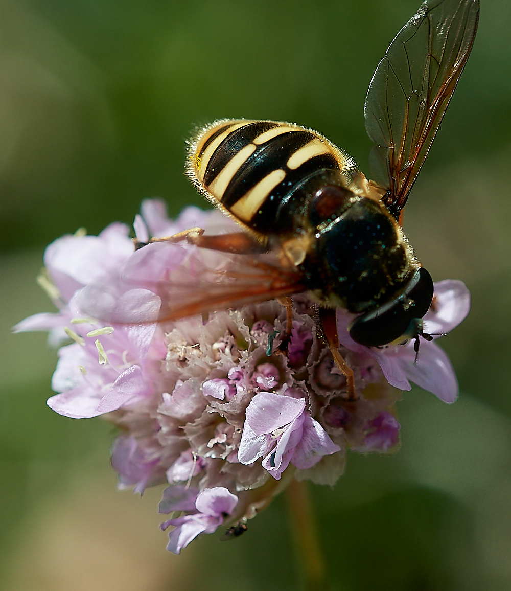ColdelaLombardeHoverfly040722-1