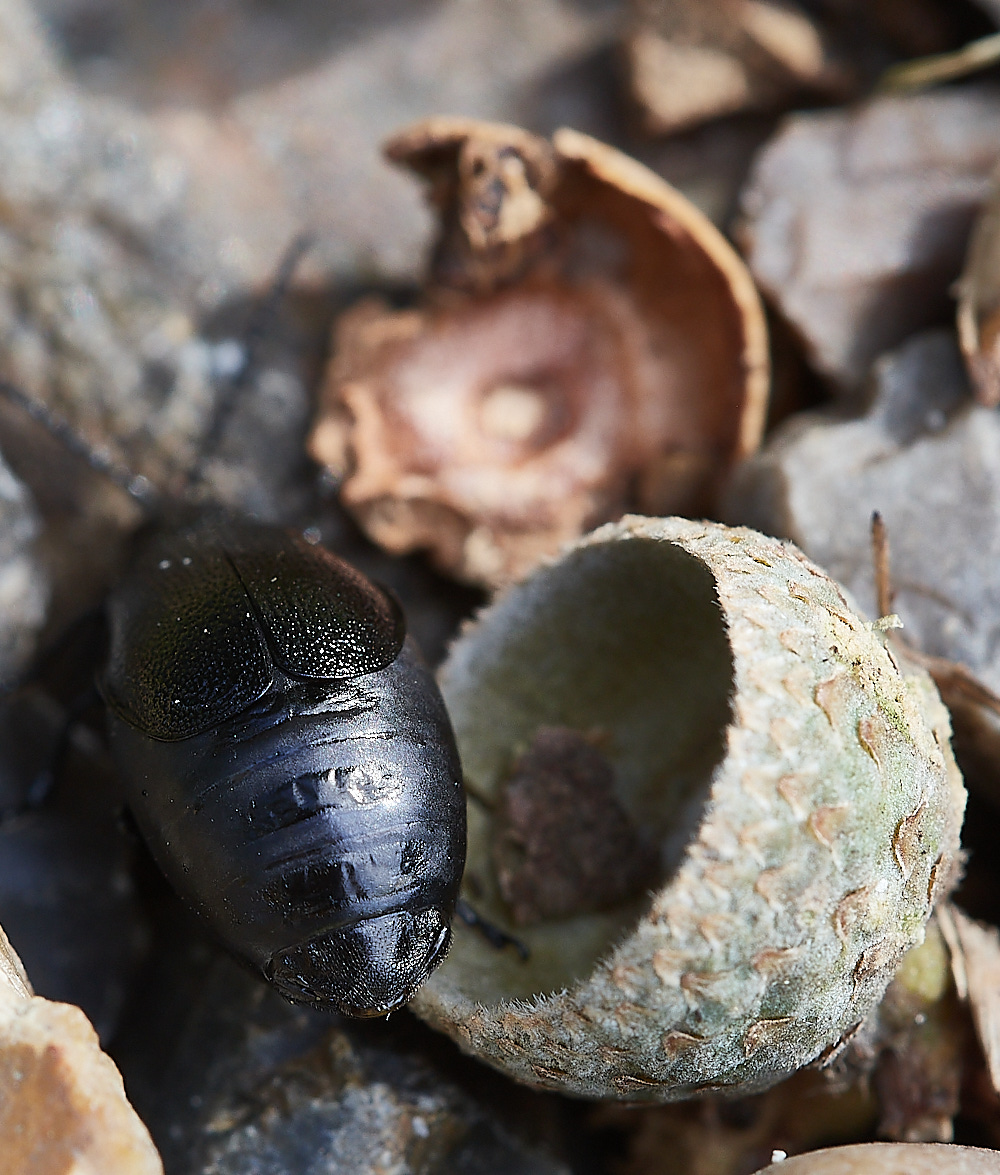 CranwichPitsBeetle021022-2