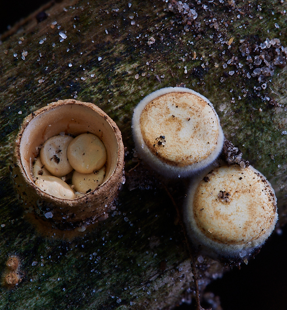 CranwichPitsBird&#39;sNest021022-1